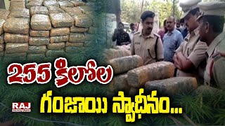 255 కిలోల గంజాయి స్వాధీనం ..... | 255 kg of cannabis seized | Raj News Telugu