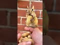 squirrel eats a lot🤩🤩😅 funny funnymoments comedy