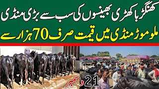 Buffalo Price In Punjab | Buffalo Fresh Rates Update | Khangar Buffalo