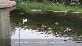 [도림천 오리] 청둥오리와 흰오리의 만남