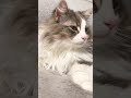 眠くても美猫👶🏻 ノルウェージャンフォレストキャット ねこのいる生活 cat cute 猫動画 animal 長毛猫 cutecat 子猫 catlover もふもふ猫