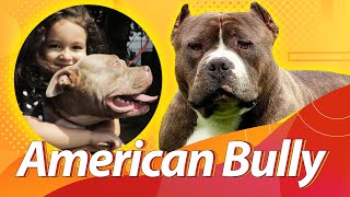 AMERICAN BULLY: O que não te contaram sobre a raça