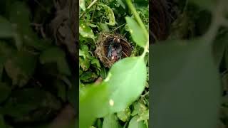 forest bird chicks /అడవి పక్షి పిల్లలు