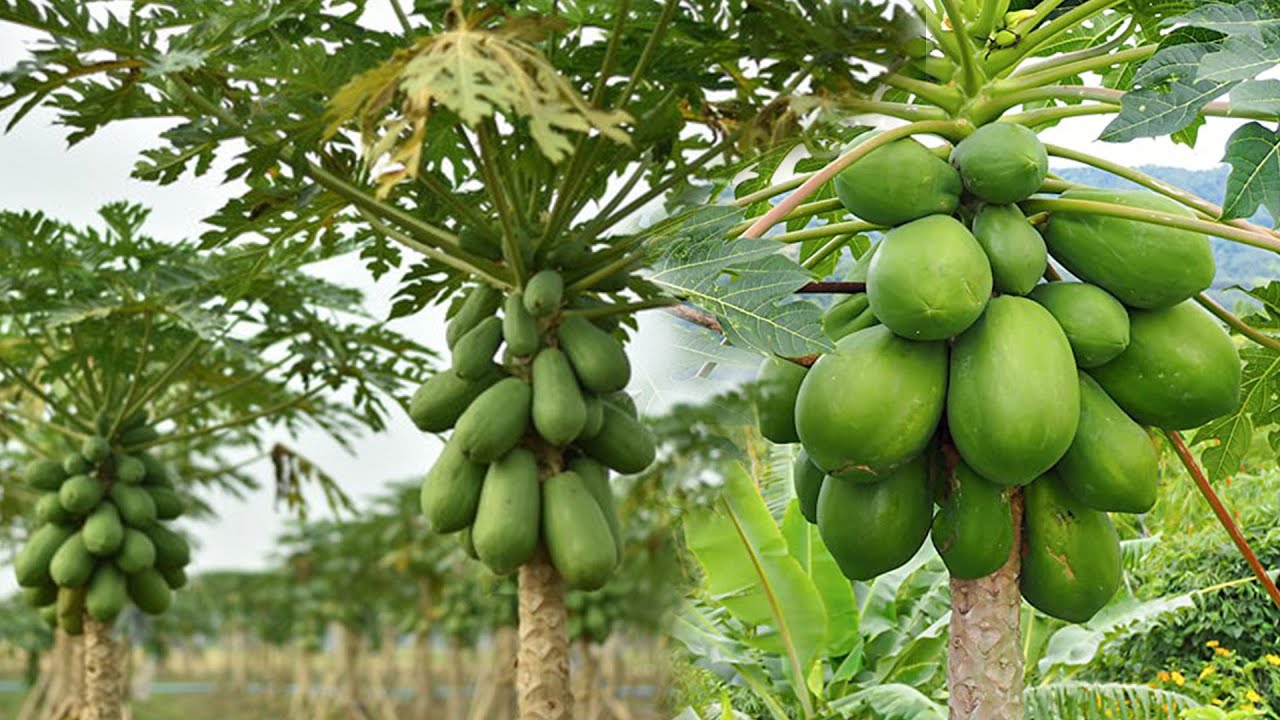 Methods Of Harvesting Papaya At Janet Olvera Blog