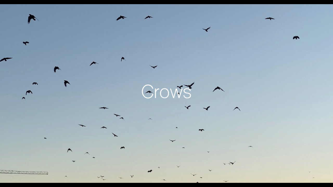 Crows Youtube