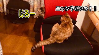 先住猫と新入り猫のじゃれあい！じゃれあいの本気度が全然違う２匹笑 Playing with indigenous cats and new cats