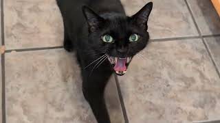 ANGRY KITTY!