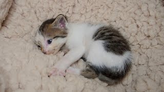 Baby Kitten By The Dumpster 😿 Waiting For Someone To Save It - Episode 4