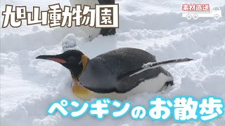 【素材直送】旭山動物園で冬の名物「ペンギンの散歩」始まる　お行儀よくヨチヨチ歩き― ときには雪にダイブも！