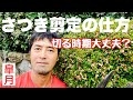 さつき剪定の仕方【1番イイ動画】剪定時期を理解して花満開🌸