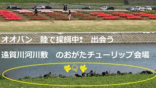 オオバン　陸で採餌中❣❣出会う　遠賀川河川敷　のおがたチューリップ会場2021/03/23Video