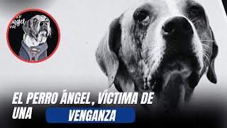 Ángel, el perro al que le quitaron la piel y sobrevivió a 15 c1rug1@s.