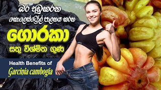 Garcinia Cambogia For Weight Loss \u0026 Health Benefits sinhala | බර අඩුකරන ගොරකා සතු විශ්මිත ගුණ