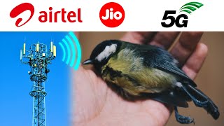 Will Airtel / Jio 5G Kill INDIAN Birds? damage brain ?