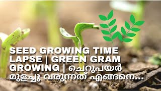 Seed Growing Time Lapse | Green Gram growing | ചെറുപയർ മുളച്ചു വരുന്നത് എങ്ങനെ...