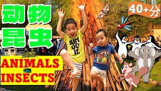 42分｜80多种动物昆虫｜42min｜Learn 80+ types of animals & insects【儿童华语/中文学习/儿歌】Chinese/Mandarin for Toddlers