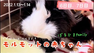 【モルモットの赤ちゃん6日目、7日目】がんばるママ🐹ぽるひまfamily🐭