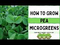 How to Grow Pea Microgreens |  Full Walk-through |  Speckled Pea |  On The Grow