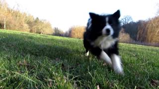 Caesar ~ Border Collie | Malomvölgyi - tó