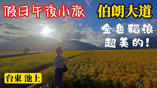 【假日午後小旅 05】伯朗大道 金色稻浪🌾超美的🤩大坡池 波光粼粼 環湖步道 景色優美喔！(台東 池上景點)