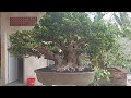 yuk intip koleksi bonsai sultan di gongpee hobbies gallery