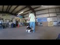 prodogz dog training 541 608 2857 akc competitive dog training