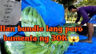 P2: HARVEST TUMAMA SA PRESYO ANG SILI AT AMPALAYA