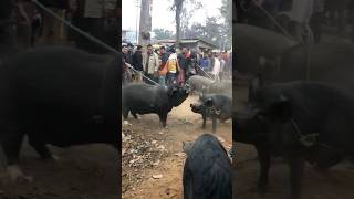 Gahori Market in Guwahati #pig #inbersibanivlogs #shotsvideo #ytshorts #trending #shortsfeed