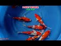 PAKET MUMER#fish #kolam #aquarium #long