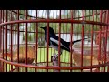 murai kampung oriental magpie robin 黑白喜鹊 non stop singing