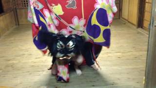 女木島　祭り（２０１５年）　獅子：練習