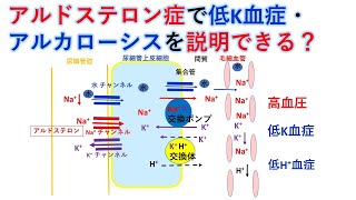 国試対策：暗記からの卒業 24話　アルドステロン