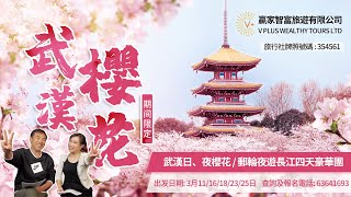 【通關重磅推介】武漢櫻花豪華團 l 欣賞日、夜櫻花美景 | 豪華遊船夜遊長江燈秀 l 入住五星武漢洲際酒店