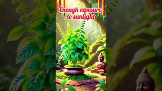 5 Tips to Take Care of Tulsi Plant in Winter Season #youtubeshorts​ #shortsviral​ #viralvideos​