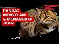 Boleng Si Kucing Hutan yang pandai Berenang & Menangkap ikan@SalmaAzzamalaili