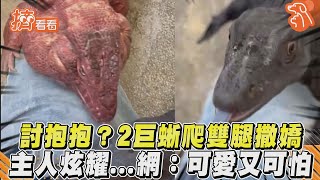 討抱抱?2巨蜥爬雙腿撒嬌 主人炫耀...網:可愛又可怕｜TVBS新聞｜擠看看 #Shorts