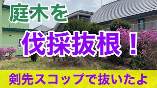 【庭木の伐採抜根】一週間未満で庭を開拓