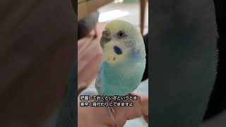 インコちゃんの噛み癖を抑えるポイント～三選～　Three points to suppress the biting habit of parakeets