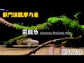 幫遠道而來的雷龍魚造景| 蘇門答臘廖內產南鱧channa limbata riau