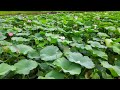 はままつフラワーパーク　hamamatsu flower park lotus（蓮）