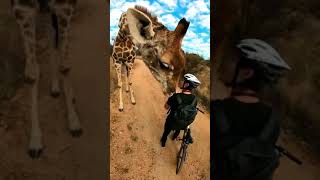 Person meets with Giraffe in mid forest #shorts #backtonature