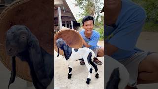 ADU SULAP ANAK KAMBING DAN TAINYA💩🤣 #trending #shorts #sulap #magic #kambing #comedy