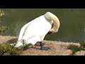 天然オオハクチョウ　whooper swan　japan