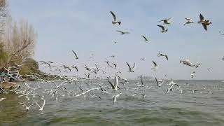 🇨🇳🐥中國自然雲南昆明滇池海鷗空中飛翔紅嘴鷗 China Yunnan Kunming Tien Lake Dianchi Dian Chi Flying Seagulls Sunset 2