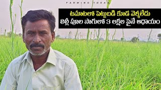 Lily Flower Cultivation | Lily Pula Sagu In Telugu | Lily Farming | లిల్లీ పూల సాగు.