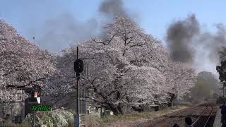 【真岡鉄道】 C11 325 桜の駅での最後の桜か？ 東武鉄道へ譲渡