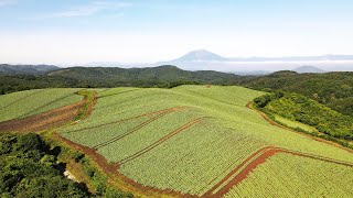 岩手山を望む、天空のキャベツ畑【岩手町】産地探訪Air