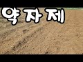 옥수수 주변에 심은 품종 꼭 확인하고 심어야 원하는 옥수수 수확할 수 있어요be sure to check the varieties planted around the corn