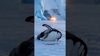 Heartwarming Penguin Rescue: A Journey of Hope and Survival! #rescue #penguin #cuteanimals #shorts