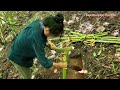 สาวดอย ทำกับดักไม้ไผ่จับหนูสุดอัศจรรย์ amazing hunting bamboo trap to rat